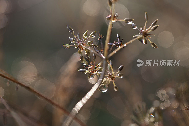 布朗晨歌