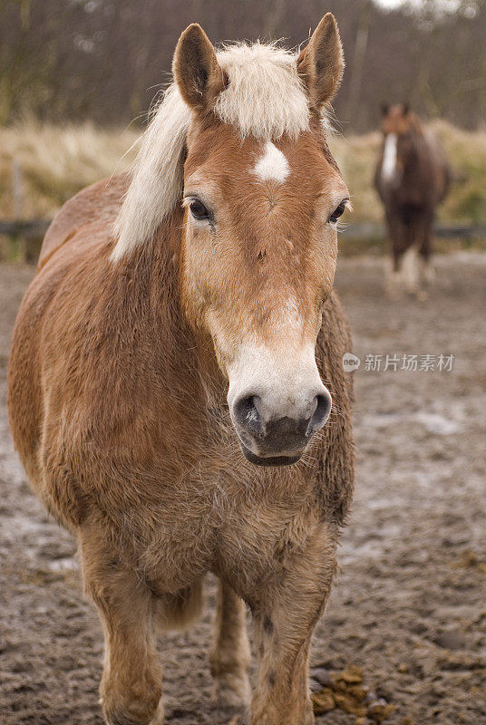 德国北海Spiekeroog岛的两匹棕色马在泥泞中