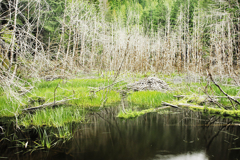 海狸小屋水坝森林池塘