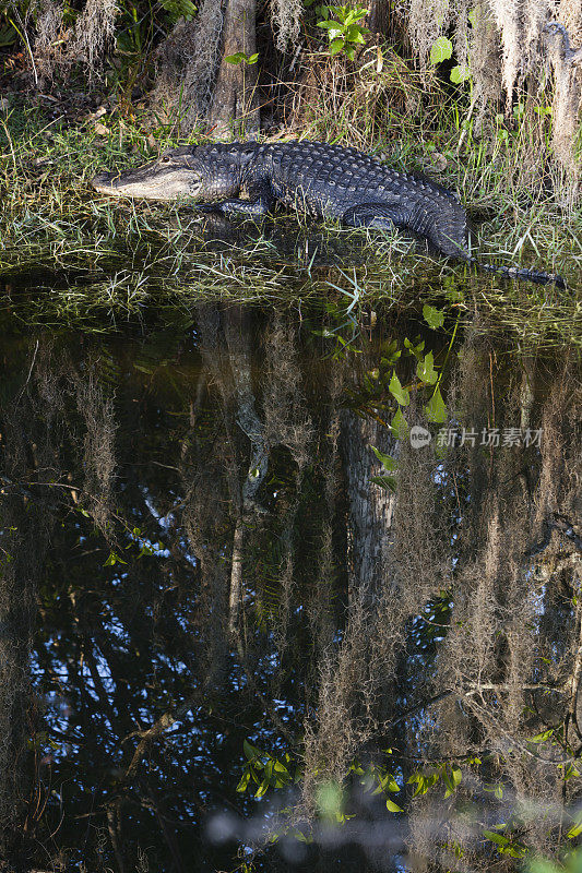 大沼泽地国家公园里的鳄鱼