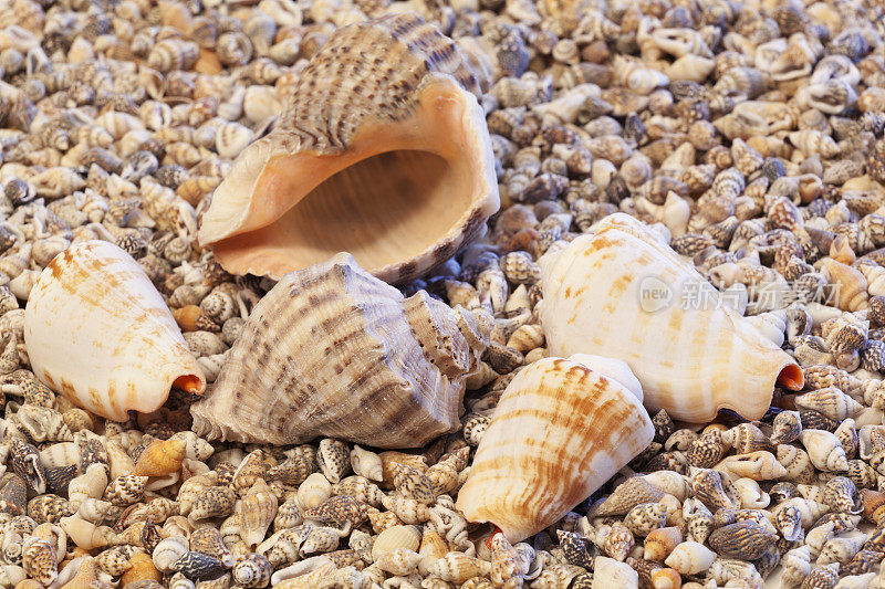 横跨小海螺壳的五枚海螺