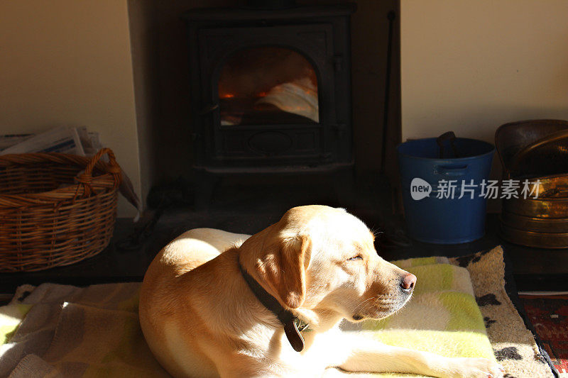 金色拉布拉多猎犬在壁炉前睡觉
