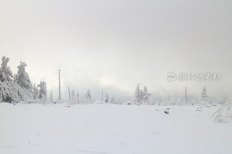 寒冷多雪的冬日黑森林