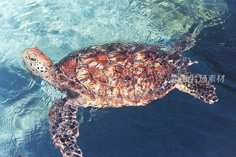 海龟游泳