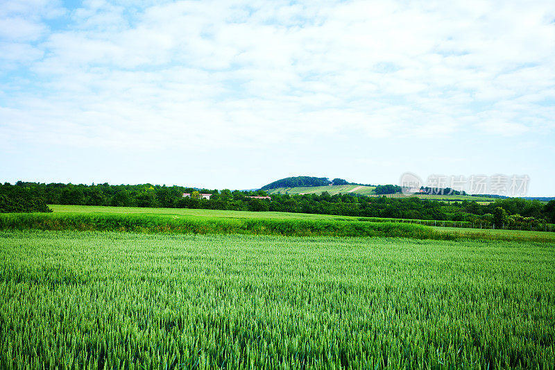 绿油油的麦田和葡萄园的山丘