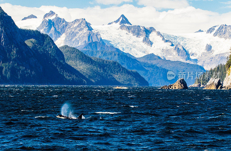 虎鲸在冰川下面呼吸