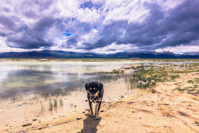 2014年8月15日——西藏农村的狗