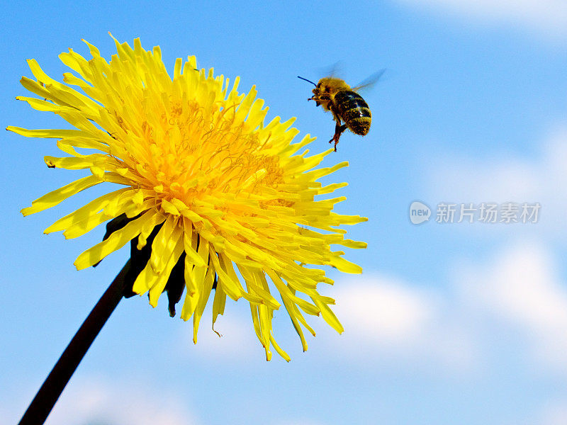 蒲公英和蜜蜂