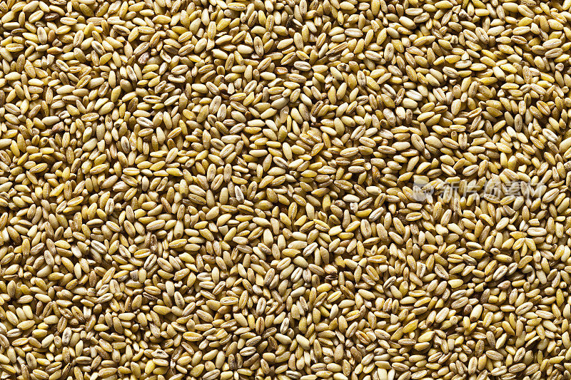 小麦种子的背景