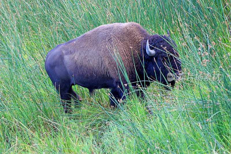 黄石公园中一只雄性野牛或水牛