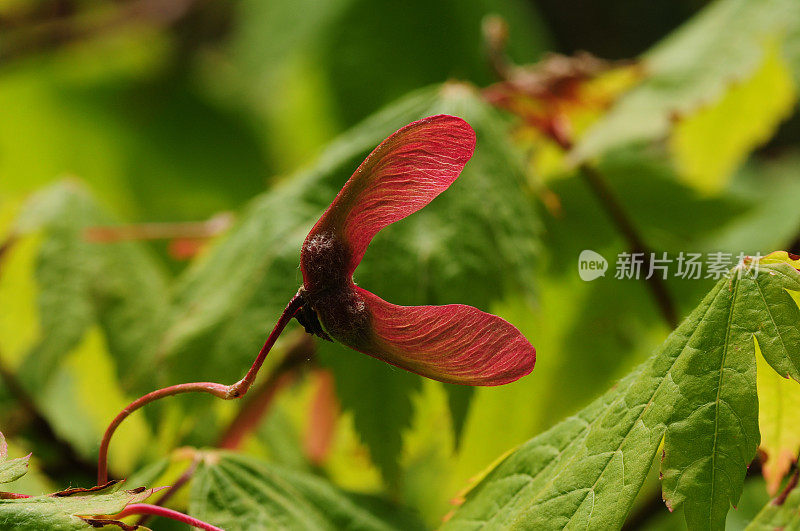 无花果树种子,英国