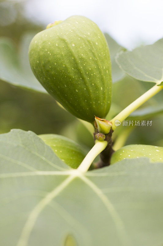 成熟的无花果