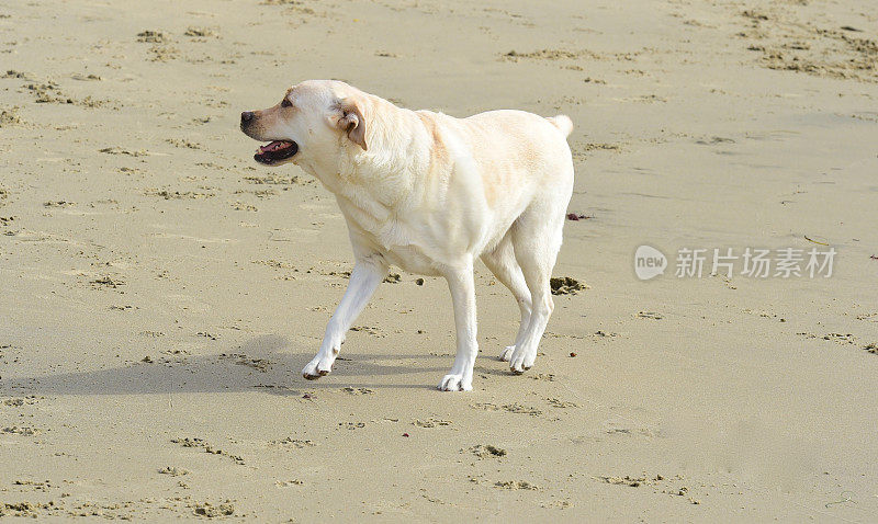 拉布拉多寻回犬