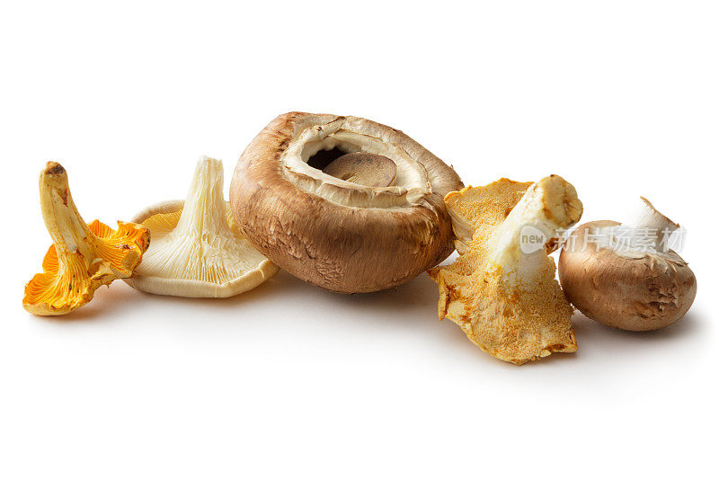 蘑菇:在白色背景上分离的蘑菇的变种