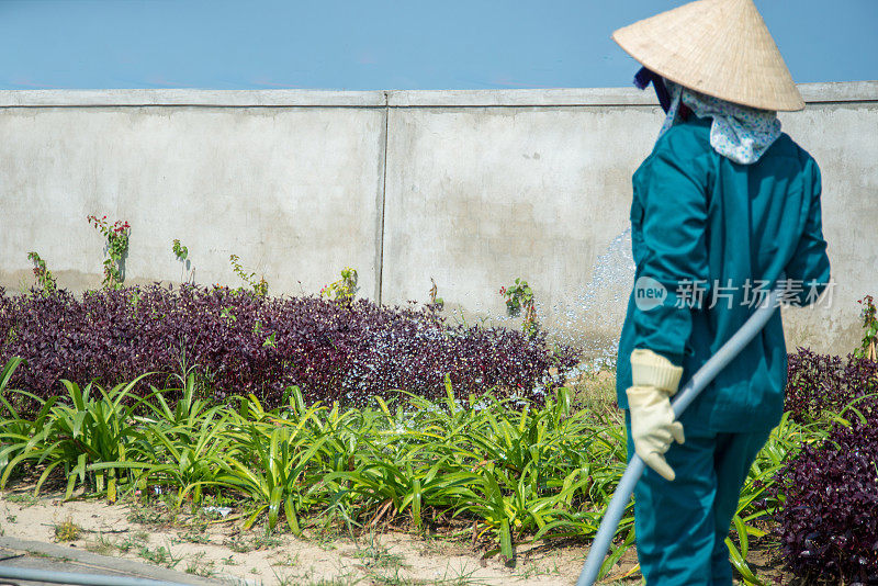 女人浇水植物的特写