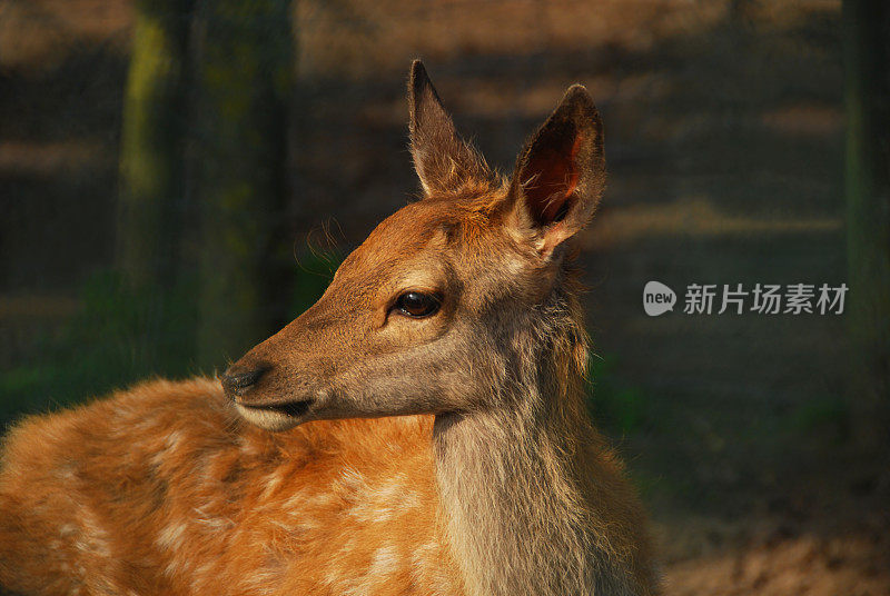 马鹿的扇子在看别处。