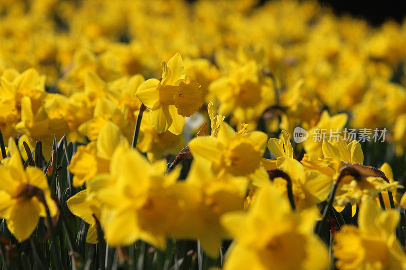 阳光花园中的黄色水仙花(水仙花)的图像