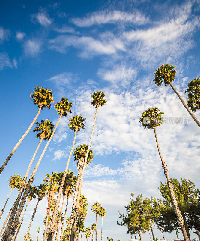 棕榈树在比弗利山，加利福尼亚州-美国