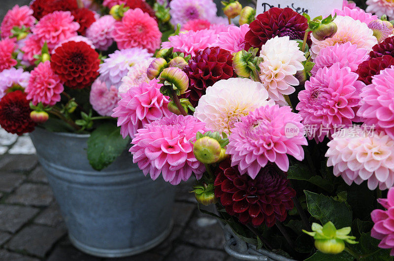 花卉市场的粉红大丽花系列