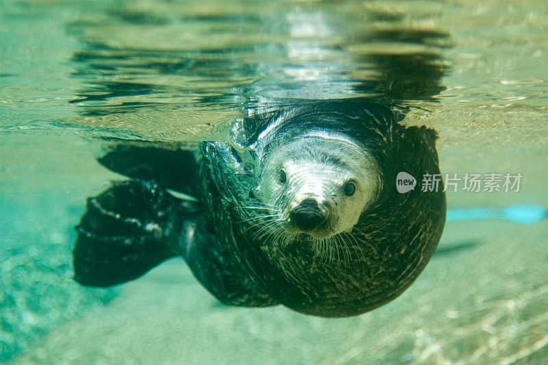 海獭正游向镜头