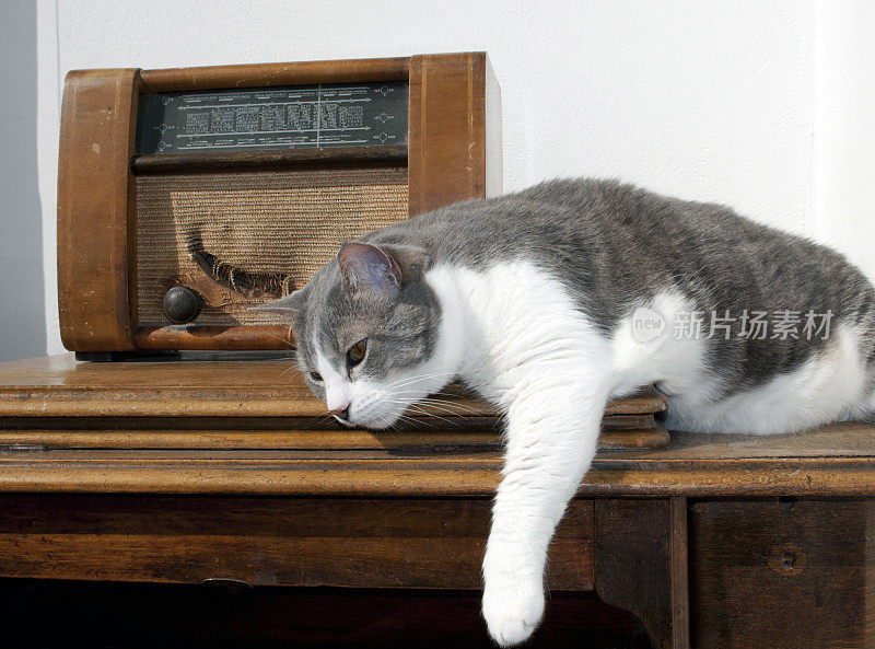 猫在锯床上的旧收音机旁休息