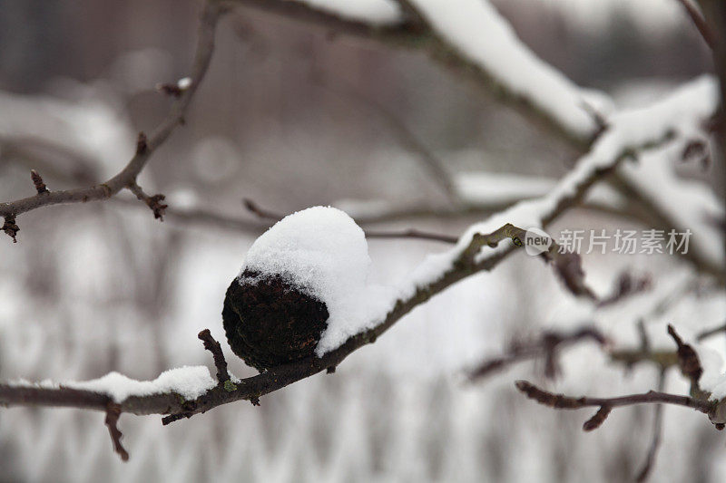 白雪覆盖的树枝上的烂苹果