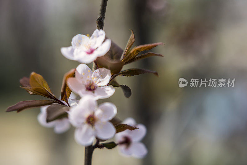 樱花樱花