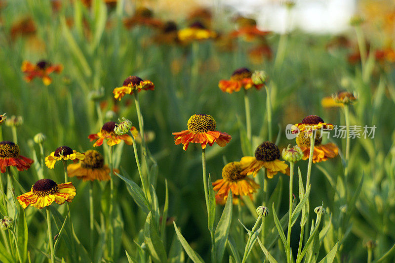 Sneezeweed花园(Helenium)