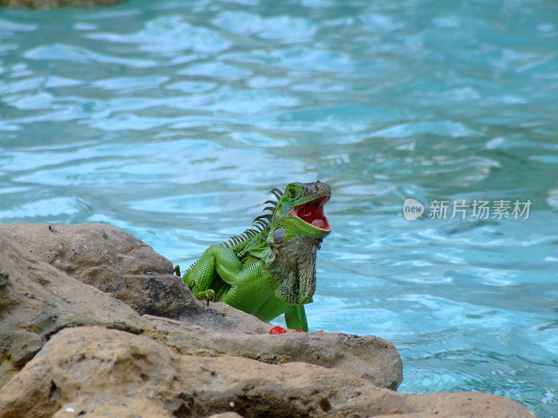 游泳池里会说话的鬣蜥