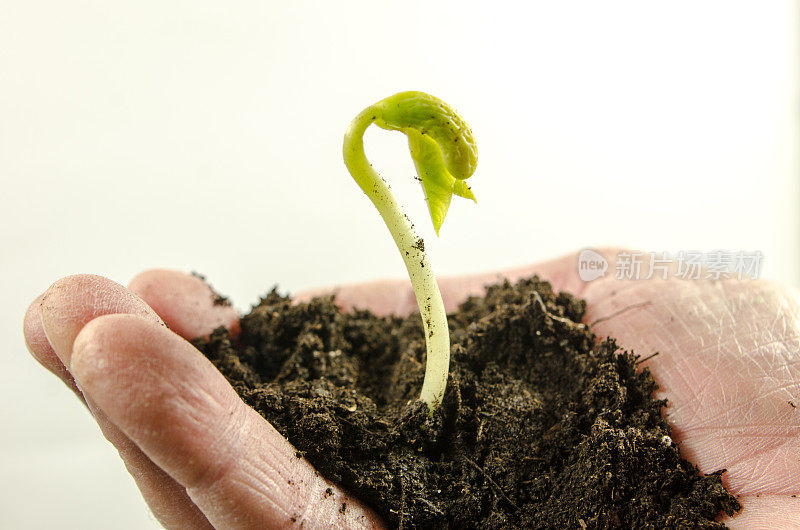 芽豆在手