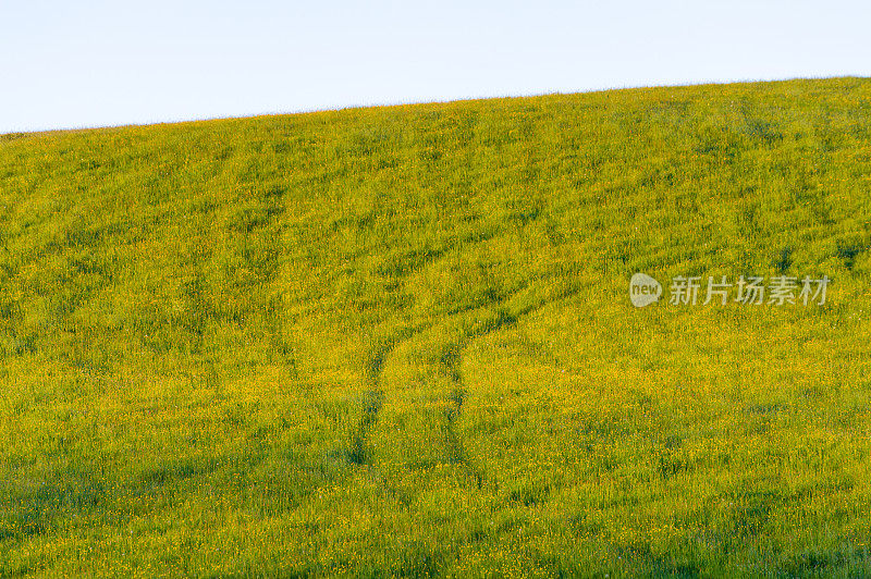 英国湖区:开花草甸