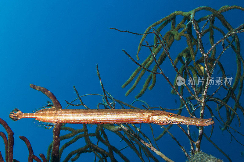 蓝天下的植物特写镜头