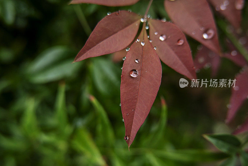 雨滴落在红叶上