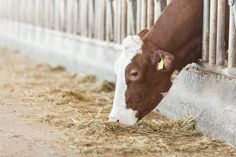 西门塔尔奶牛在牲口棚里喂奶