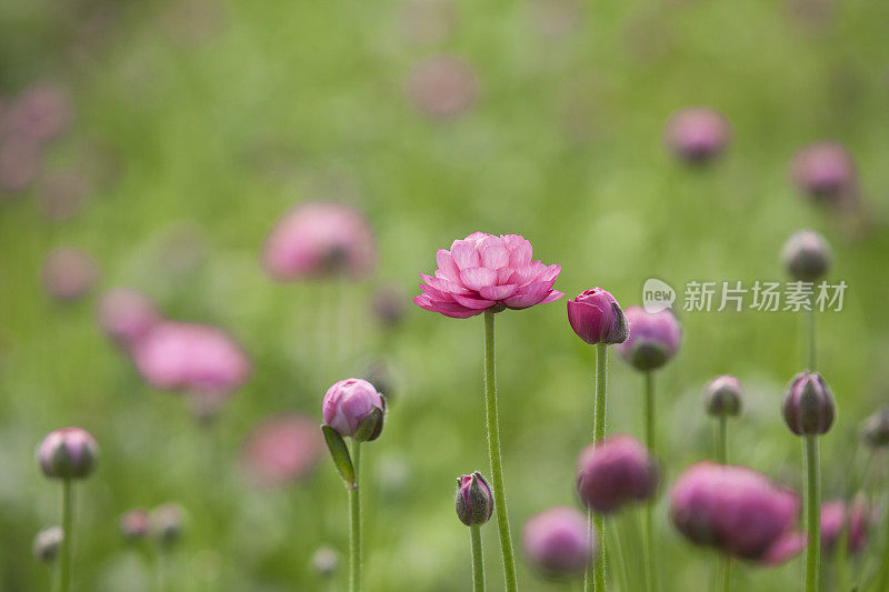 毛茛花在田间