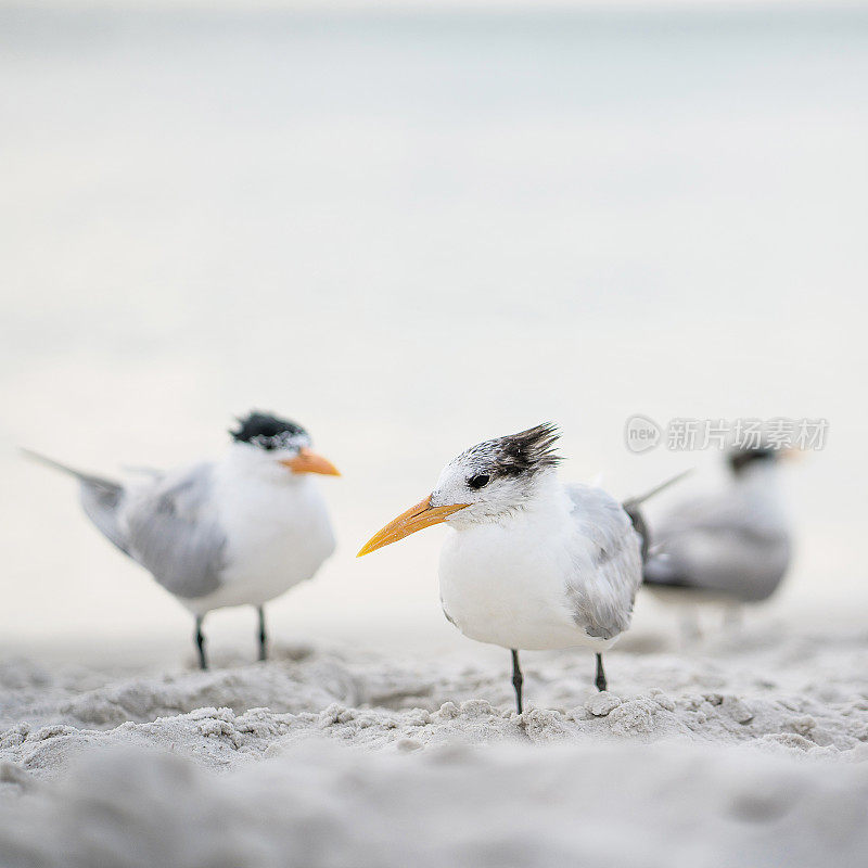 沿海的皇家燕鸥