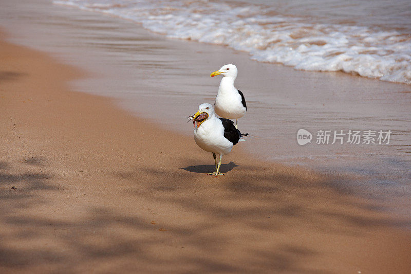 嘴里叼着鱼的海鸥