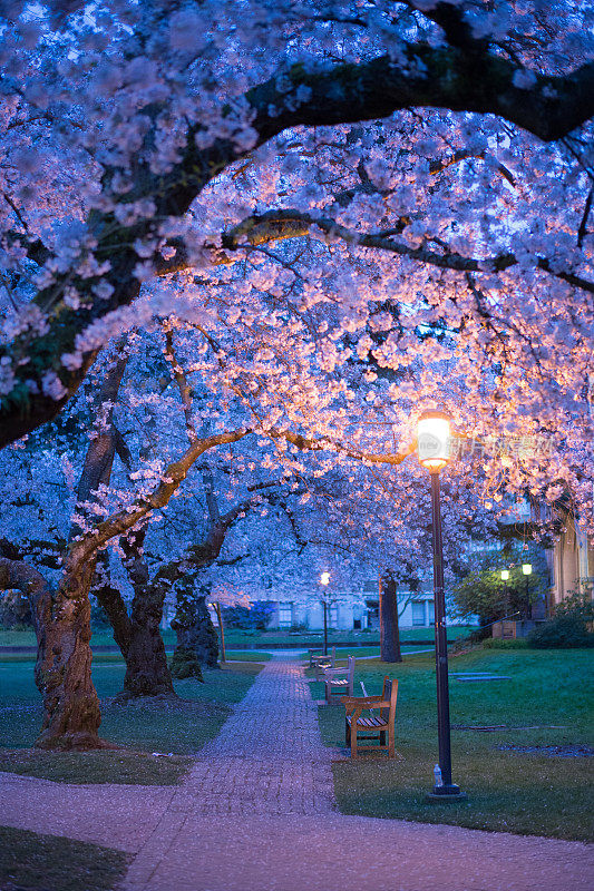 华盛顿大学的樱花