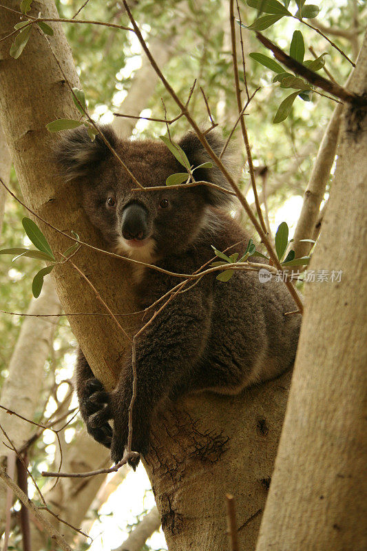 小树袋熊在树杈上休息