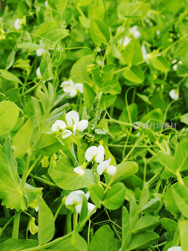 豌豆植物