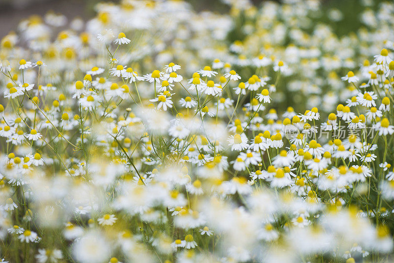 野生洋甘菊