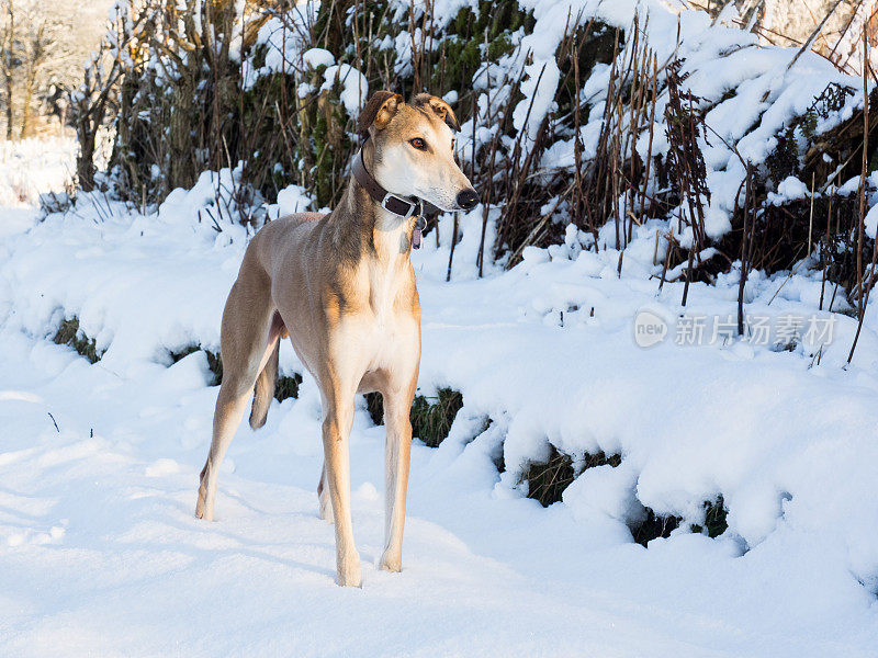 雪地里的Lurcher