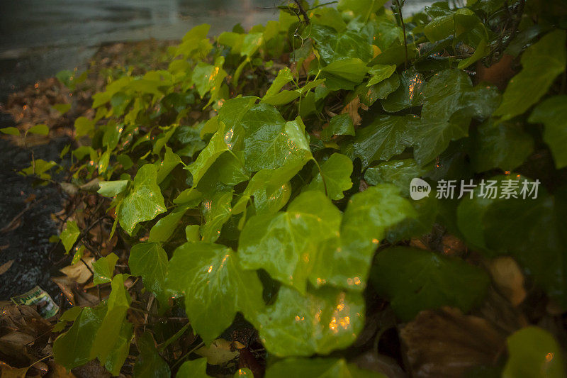 潮湿和多雨的