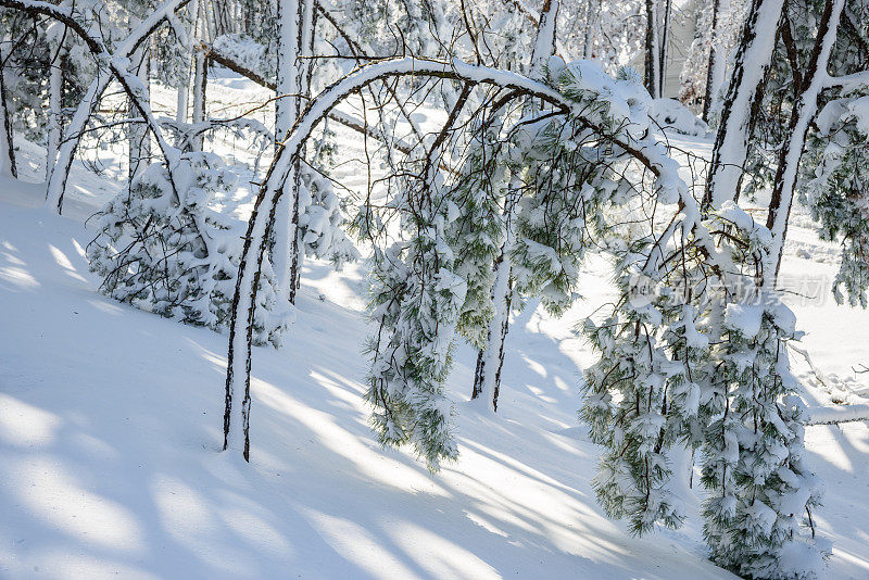 树被雪压弯了