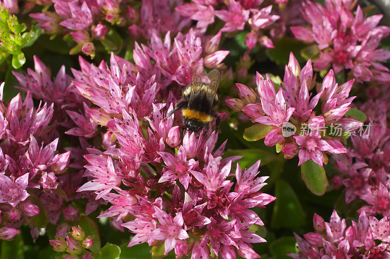 蜜蜂在粉红色或松树花上忙碌