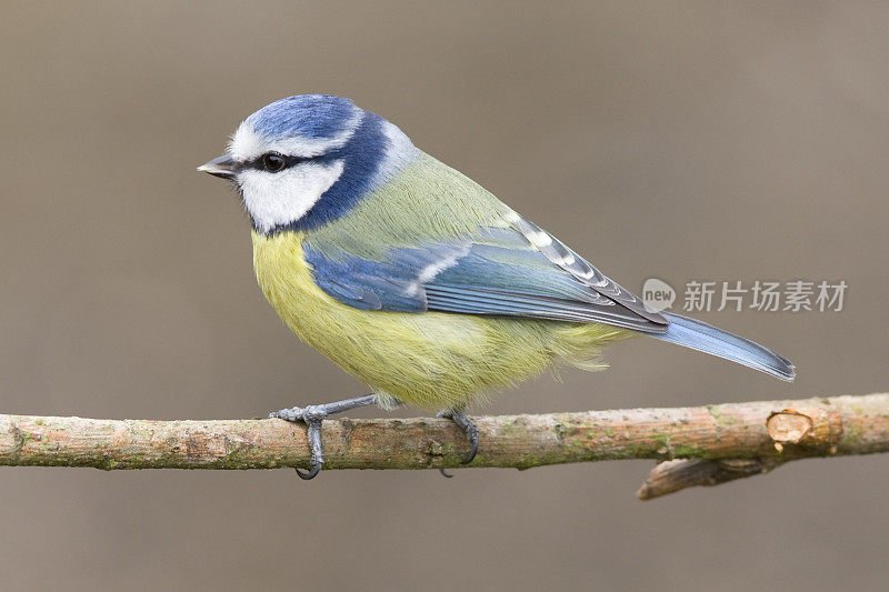 蓝山雀(青翠鸟)