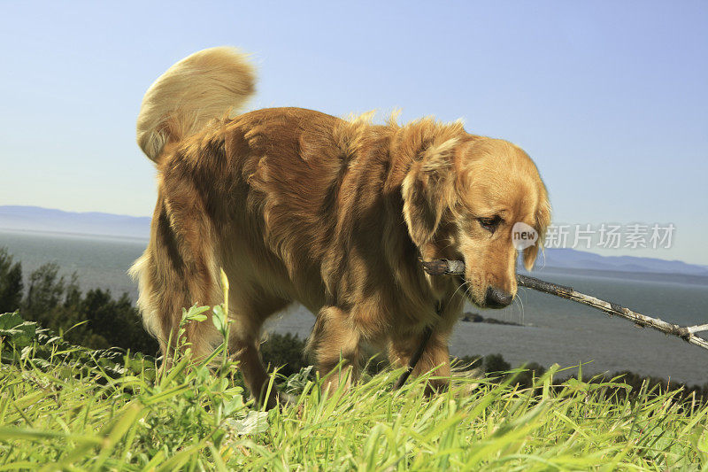 金毛猎犬粘在嘴上