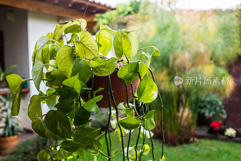 悬挂植物，背景是花园