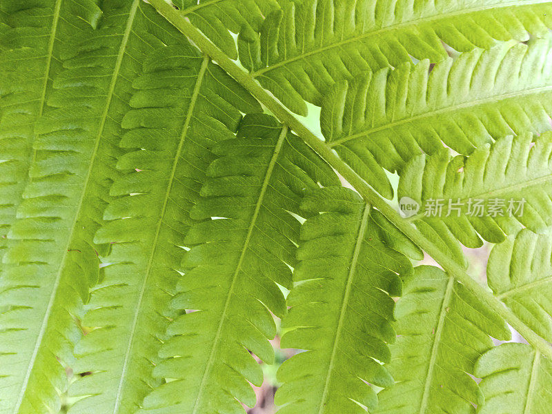 新加坡,热带植物。