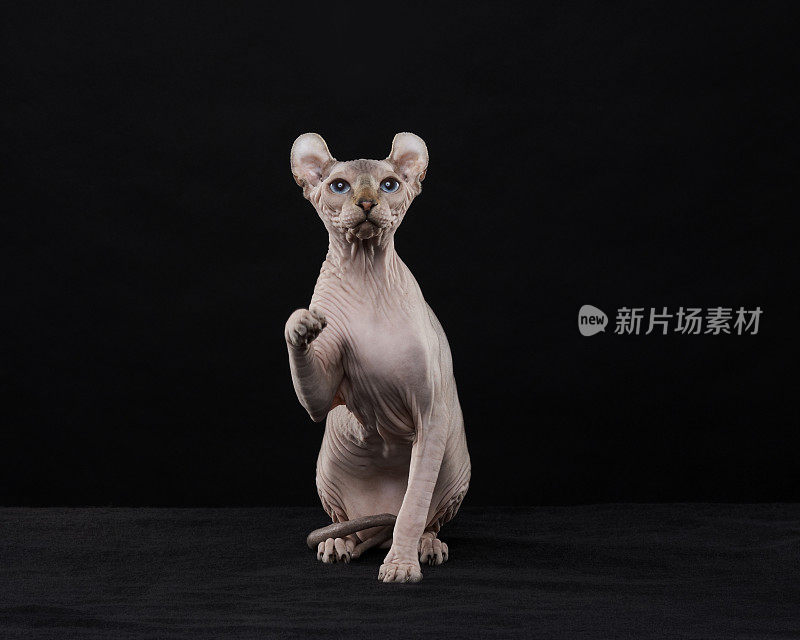 Sphynx猫